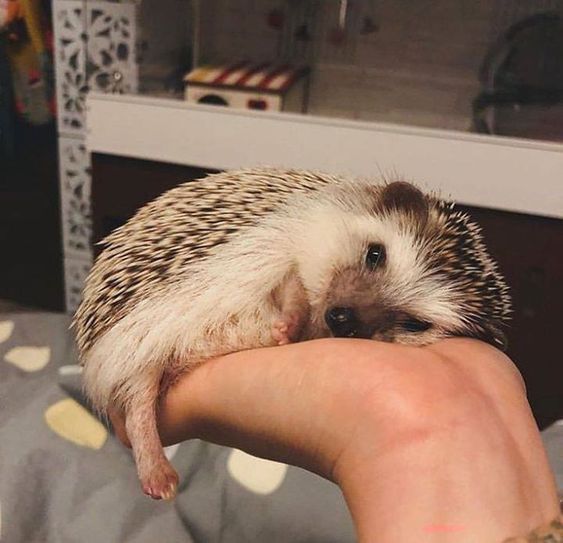 A hedgehog being held in someone's hand. The hedgehog looks relaxed and one of its legs is poking out. I have long identified with hedgehogs. 